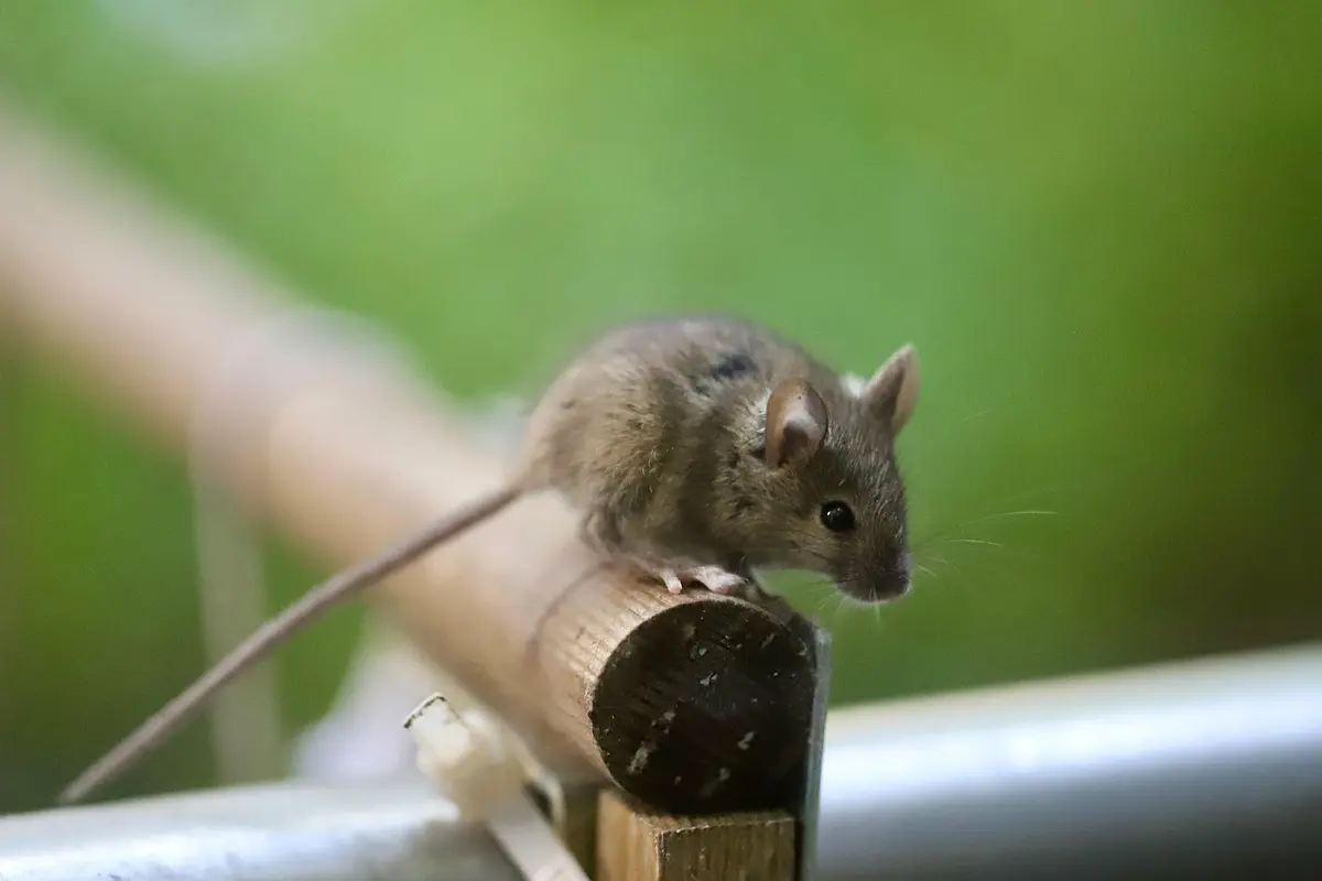 Melhores Mouses Até 100 Reais: Top 10 bons modelos para comprar