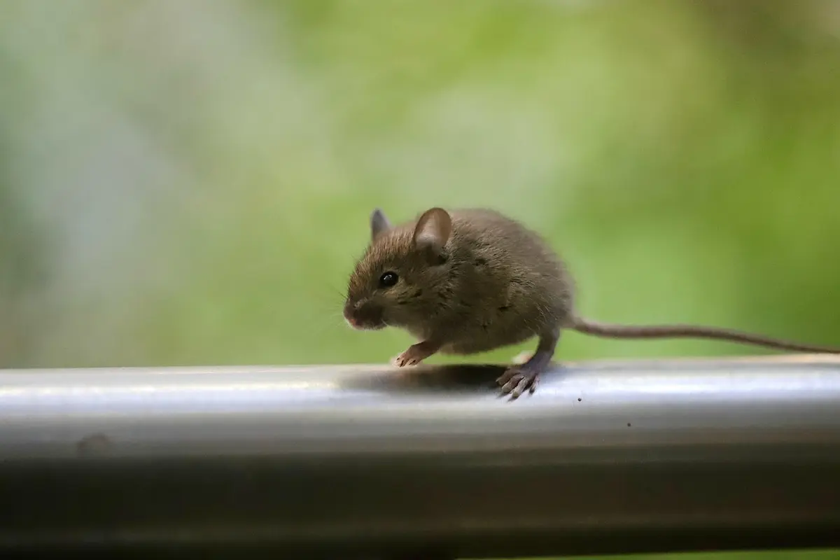 Melhores Mouses Custo-Benefício: Top 10 opções aprovados por quem já comprou