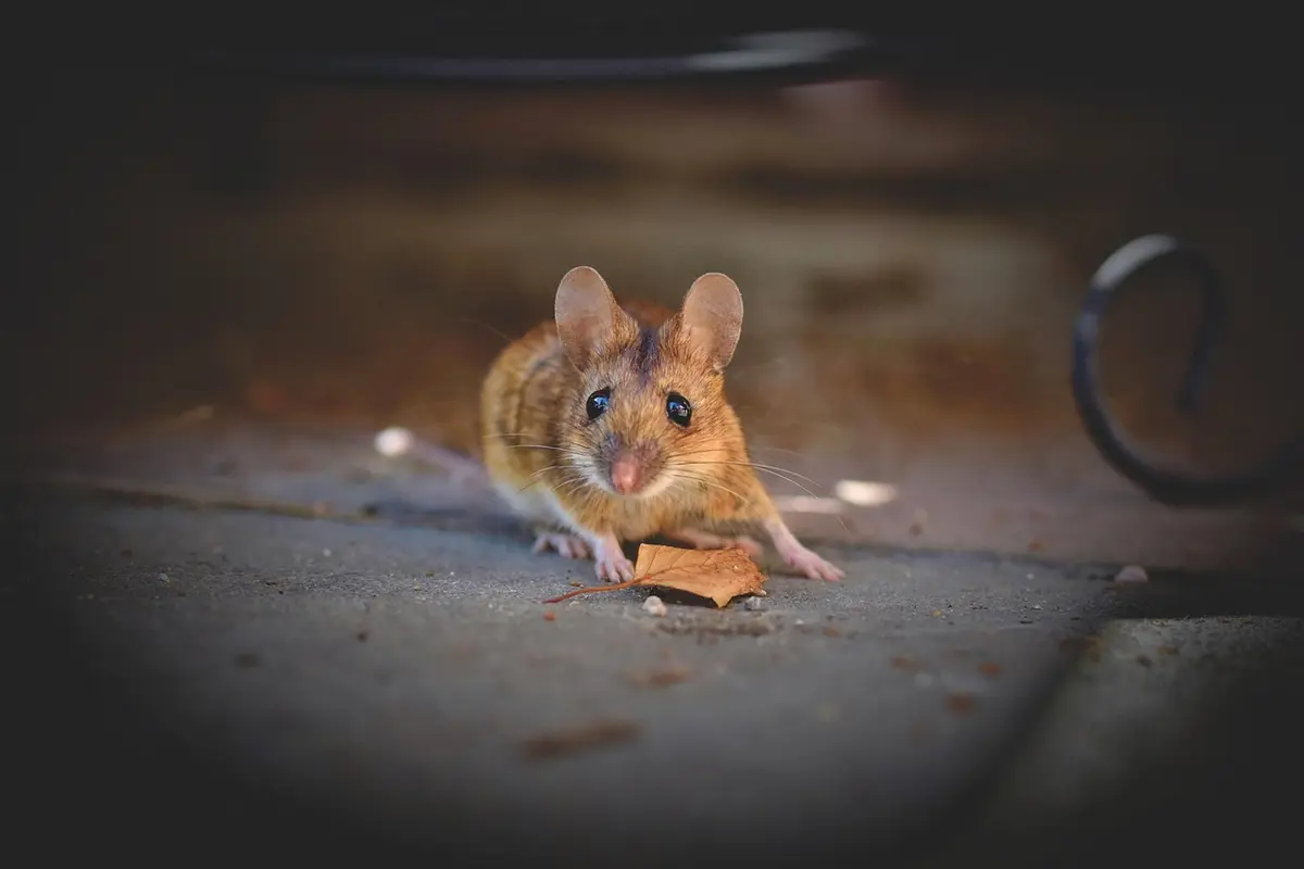 Melhores Mouses Ergonômicos Custo-Benefício: Top 10 opções aprovados por quem já comprou
