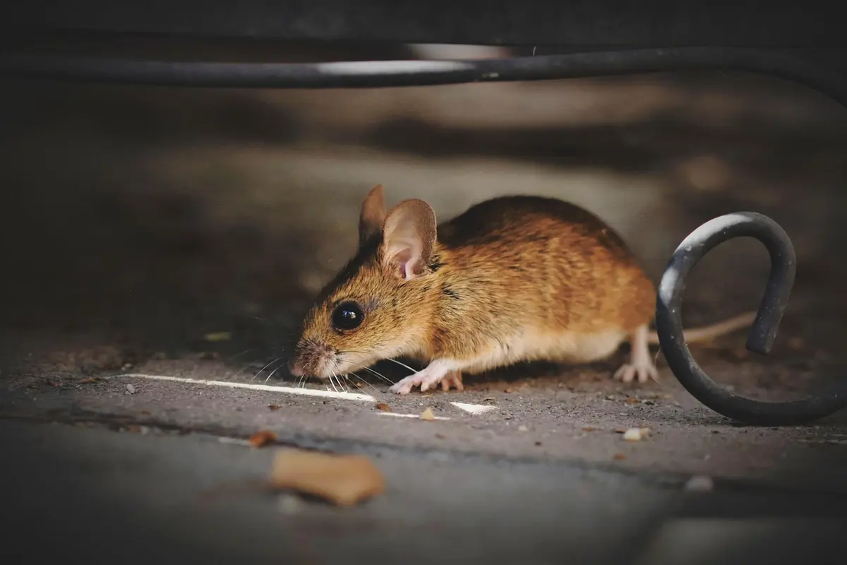 Melhores Mouses Para Valorant: Top 10 Bons Modelos Para Comprar