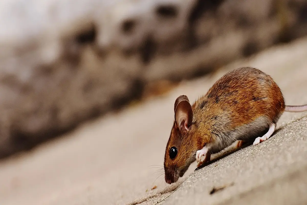 Melhores Mouses Zowie: Top 10 opções bem avaliados pelos consumidores