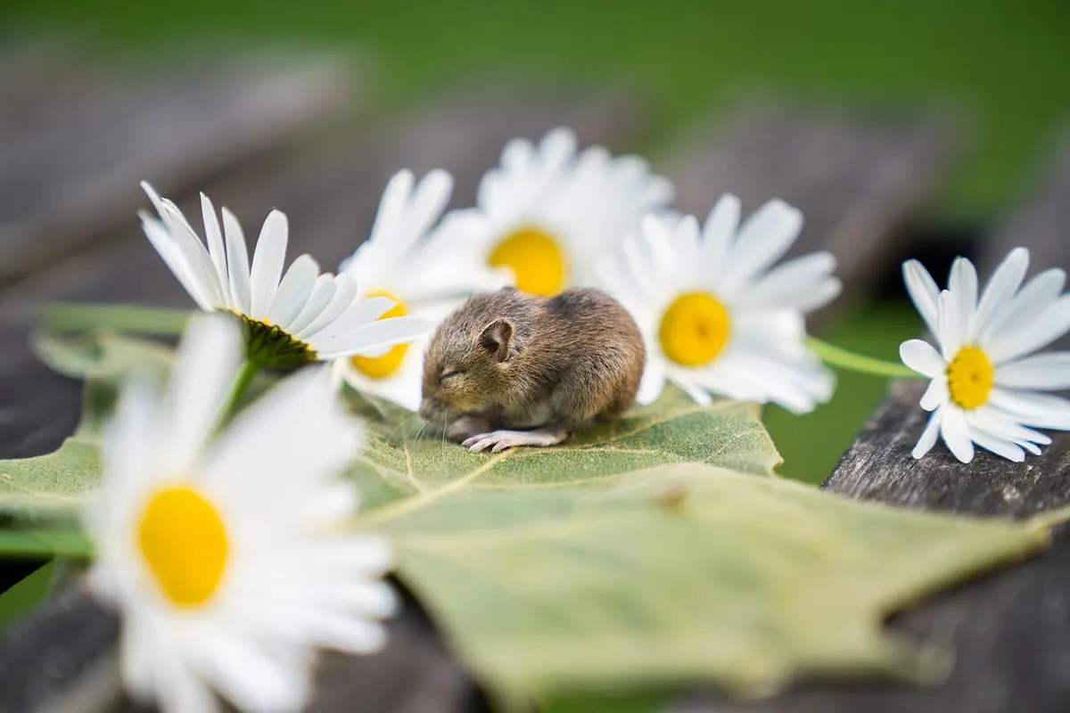Melhores Mouses de Entrada: Top 10 opções aprovados por quem já comprou