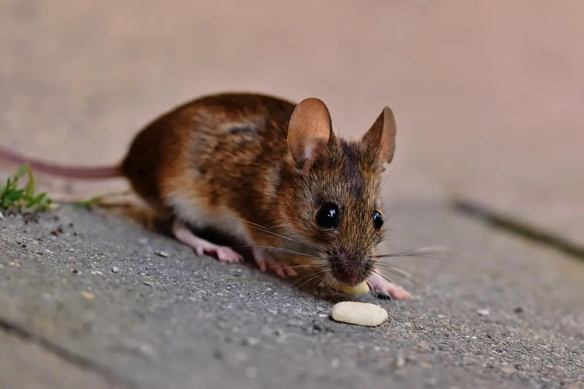 Melhores mouses até 500 reais: Top 10 opções aprovadas por quem já comprou