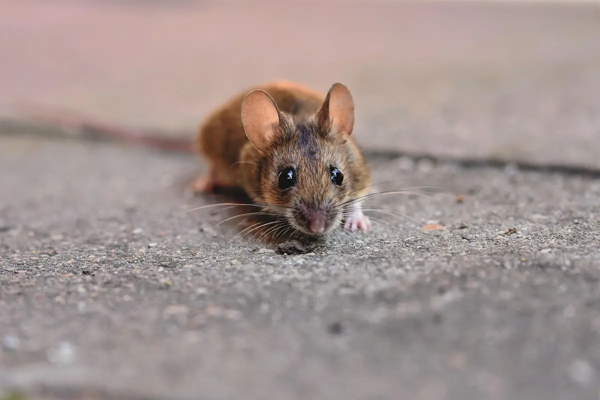 Melhores mouses mini: Top 10 ótimas opções