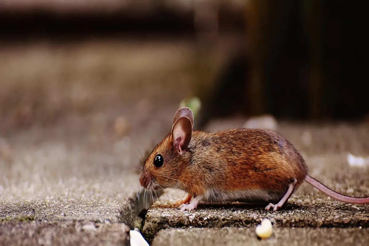 Melhores mouses para arquitetos: Top 10 opções que valem a pena